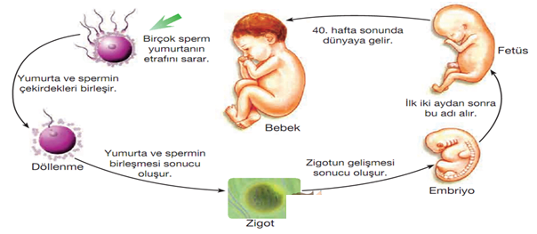 C:\Users\fatih\Desktop\bebek-zigot.jpg