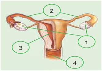 C:\Users\fatih\Desktop\disi-ureme-organi.jpg