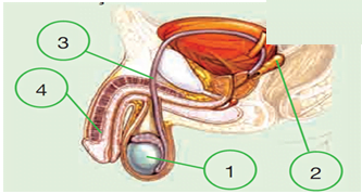C:\Users\fatih\Desktop\erkek-ureme-organi.jpg