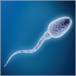 C:\Users\fatih\Desktop\sperm.jpg
