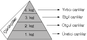 C:\Users\MUSTAFA\Desktop\besinpramid.gif