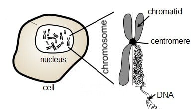 cell_chromosomes