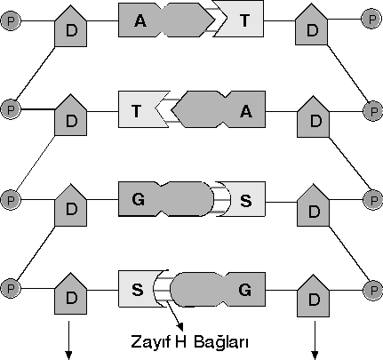 DNA