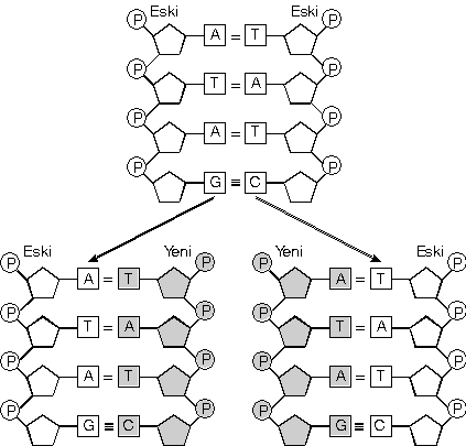 DNA eşl