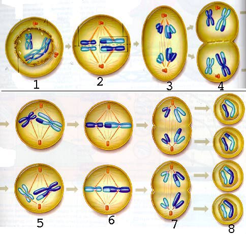 http://4.bp.blogspot.com/_Lar-H-zwOZY/TQLuH1glGoI/AAAAAAAAAAw/hfggSFPZygE/s1600/meiosis2.jpg