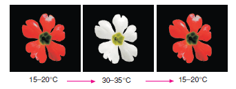 http://www.bilgicik.com/wp-content/primula_sinensis.png