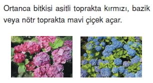 http://www.bilgicik.com/wp-content/uploads/2013/07/H%C3%BCcreb%C3%B6l%C3%BCnmesivekalitimkonutesti7002.jpg