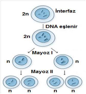 http://www.fenodevi.com/wp-content/uploads/2013/07/mayoz_genel.png