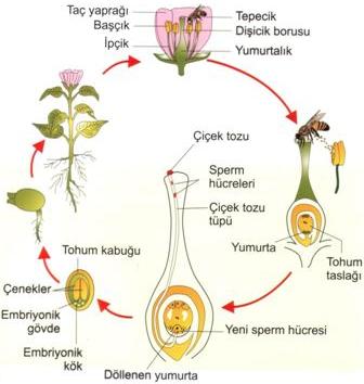 http://www.fensayfam.com/6.sinif/1-unite/fen-gorseller/cicekli-bitkide-dollenme.jpg