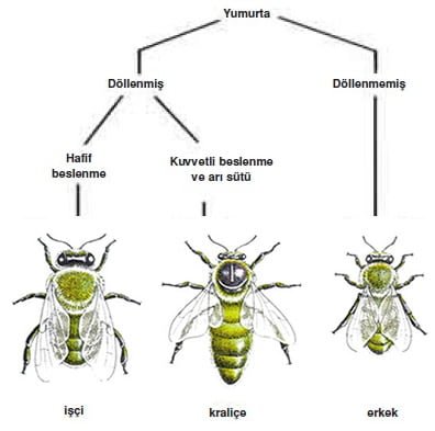 http://www.harunyahya.com/image/honeybee/honeybee_38.jpg