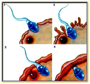 http://www.insanmucizesi.com/bolum1/res/70.jpg