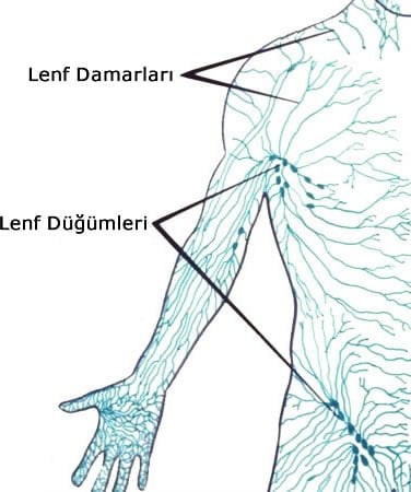 http://www.karmabilgi.net/images/lenf.jpg