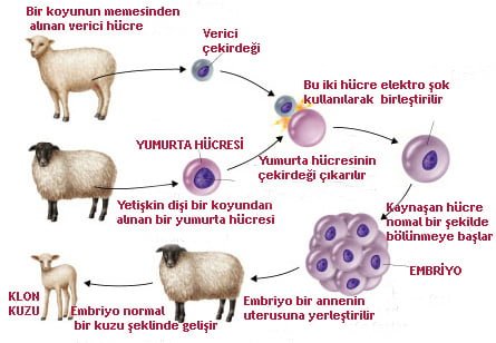 http://www.yaklasansaat.com/resimler/dunyamiz/genetik/dolly-fig-13-13.jpg