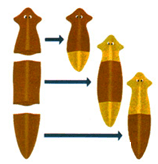 planarya