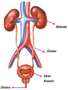 C:\Users\fikret\Desktop\Boşaltım-Sistemi-Yapı-ve-Organları-228x300.png