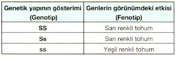 http://www.fenokulu.net/kavramresim4/gendizilimi.jpg