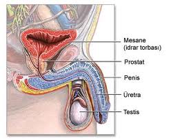 http://1.bp.blogspot.com/-Wbi9iO_04GI/TkfUF_U4QlI/AAAAAAAAAtk/-TUenGjIM3Q/s1600/erkek+D%25C4%25B1%25C5%259F+%25C3%25BCreme+organlar%25C4%25B1.jpg