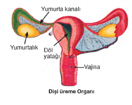 http://www.bilgicik.com/wp-content/uploads/2013/12/di%C5%9Fi-%C3%BCr%C3%BCme-organ%C4%B1.png