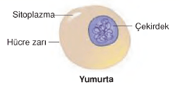 http://www.bilgicik.com/wp-content/uploads/2013/12/yumurta.png